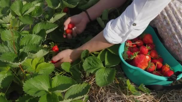 Βιολογική Συγκομιδή Φράουλας Μια Αγρότισσα Μαζεύει Ώριμα Μούρα Φράουλας Στο — Αρχείο Βίντεο