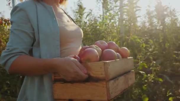 Egy Női Farmer Aki Kertben Sétál Napsugarak Között Egy Fadobozt — Stock videók