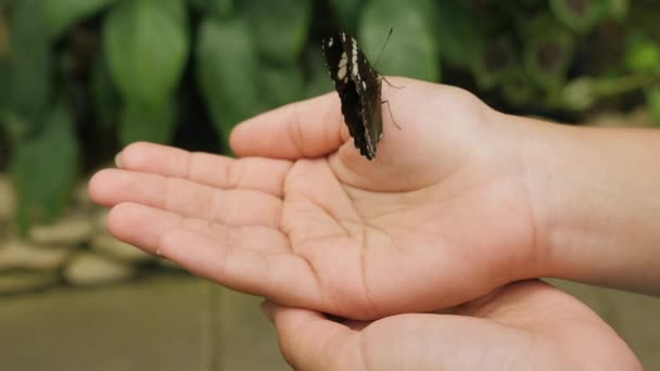 Close Beautiful Butterfly Sitting Palm Flapping Its Wings — Stock Video