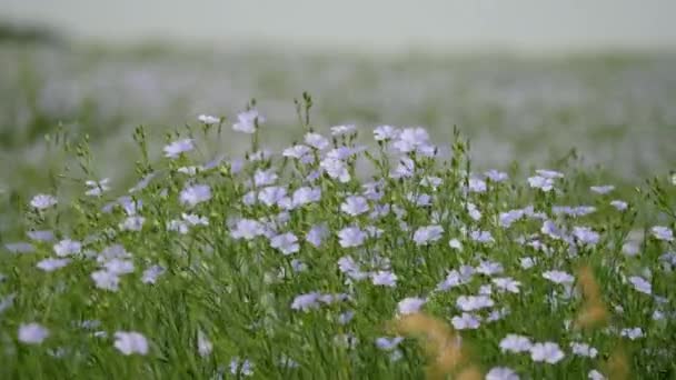 Indsamler Pollen Fra Blå Blomster Der Blomstrer Hørfelt Slow Motion – Stock-video