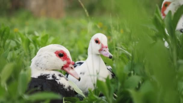 Ördek Yetiştiriciliği Yakın Plan Moskovalı Ördekler Çimenlerde Otlar — Stok video