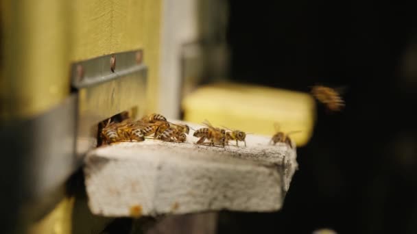 Honey Bees Fly Out Wooden Beehive Bees Return Hive Collecting — Stock Video