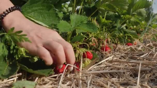 Aardbeien Oogsten Een Plantage Close Van Een Aardbeienstruik Een Boer — Stockvideo