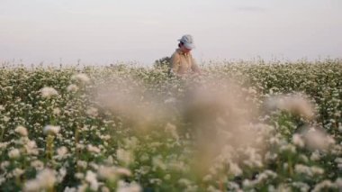Woman farmer in the field examines the ovary of a flowering crop of buckwheat