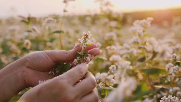 Женщина Фермер Поле Исследует Яичник Цветущего Урожая Гречихи Закате Сжимает — стоковое видео