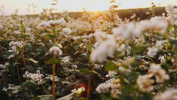 Agricultural Field Blooming Buckwheat Sunset Cultivation Buckwheat Food Production — Stockvideo