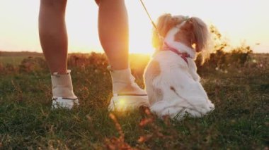 Shih Tsu köpeğinin tasmalı hali sahibinin yanında oturmuş doğada güzel bir gün batımını seyrediyor.