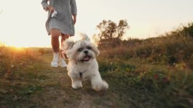 Neşeli bir köpek sahibinin tasmasıyla gün batımında parkta yürür, ağır çekimde. Evcil hayvan konseptiyle özgür ve mutlu zaman