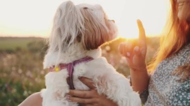 Genç bir kadın boş zamanını gün batımında köpeğiyle birlikte doğada geçirir. Shih tzu sahibinin burnunu yalıyor, yakın plan.