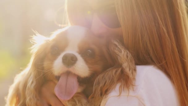 公園の散歩で日没時にオーナーの腕の中で日光の中でかわいいキャバリア犬のクローズアップ — ストック動画
