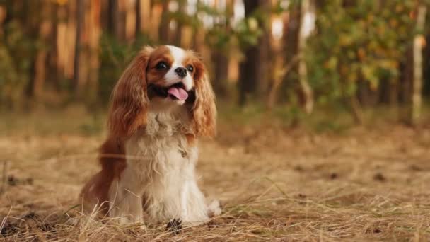 Portret Uroczego Psa Cavalier King Charles Spaniel Siedzącego Parku Letnim — Wideo stockowe