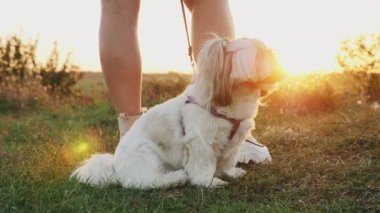 Bir Shih Tzu köpeği sahibinin yanında oturmuş gün batımında doğada güzel bir gün batımını seyrediyor. Yakın çekim.
