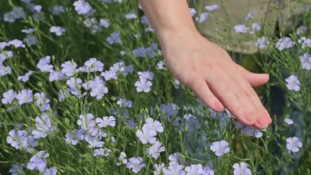 Крупним Планом Рука Жінки Фермера Погладжує Квітучі Рослини Льону Полі — стокове відео