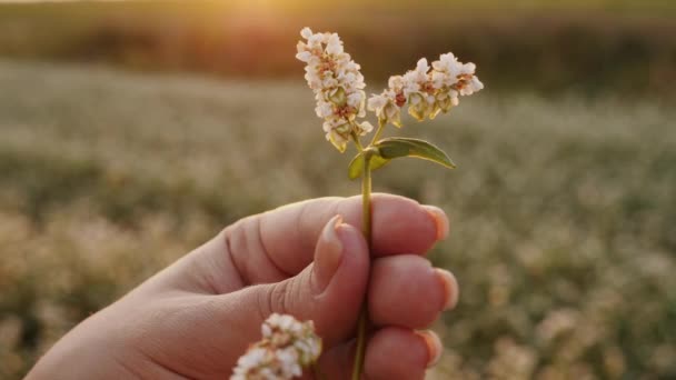 Женщина Поле Рассматривает Яичник Цветущего Урожая Гречихи Закате Руки Цветы — стоковое видео