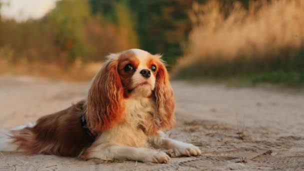 かわいいカヴァリエ王チャールズ スパニエル犬の肖像画が日没に公園に横たわっている — ストック動画