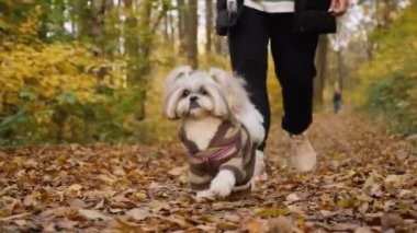 Parkta bir köpekle sonbahar yürüyüşü. Parkta Shih Tzu köpeğini güz yaprakları arasında gezdirirken çekilmiş bir fotoğraf.
