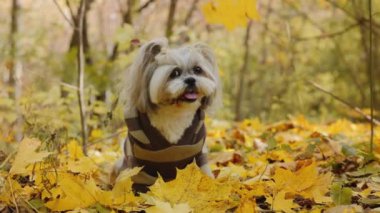 Sonbahar parkında düşen yaprakların arasında kazak giymiş bir Shih Tsu köpeği portresi. Yavaş çekim.