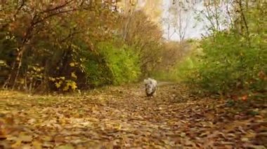 Shih Tzu köpeği parktaki düşen sonbahar yaprakları arasında koşuyor.
