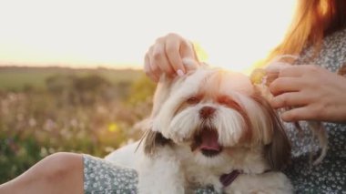 Atkuyruklu neşeli Shih Tzu gün batımında esniyor.