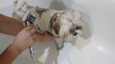 Shih Tzu duş başlığıyla banyo zamanı. Köpeği beyaz bir banyoda yıkıyor.