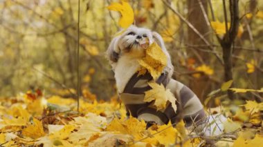 Shih Tzu sonbahar yapraklarında kazak giyiyor. Yavaş çekimde düşen sonbahar yaprakları