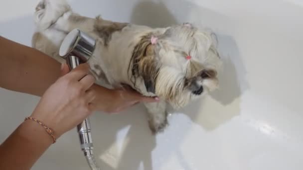 シャワーヘッド付きのシーズ風呂タイム 白いお風呂で犬を浴びる — ストック動画