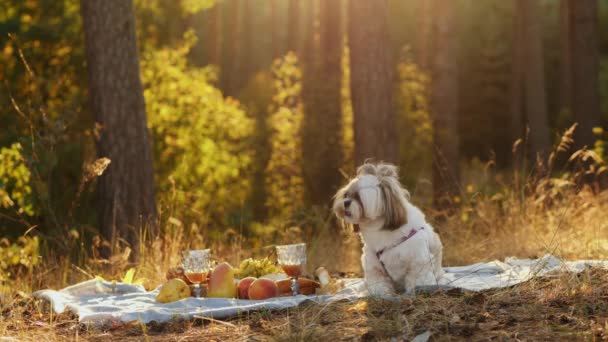 サンセットピクニックのシーズン 犬は毛布の上に座って食べる — ストック動画