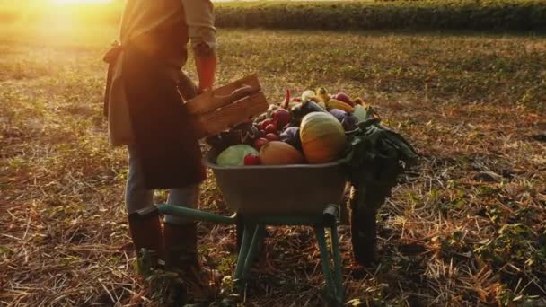 日没で新鮮な食材でいっぱいのホイールバローで収穫する時間 — ストック動画