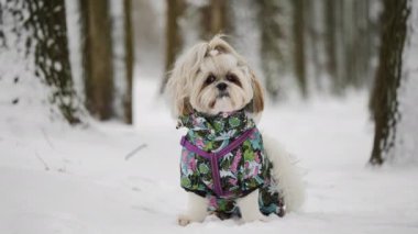 Karlı bir parkta Shih Tzu 'nun portresi.