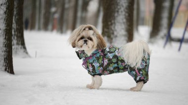 Karlı bir parkta Shih Tzu köpeğinin sıcak giysileri içinde yan görüntüsü.