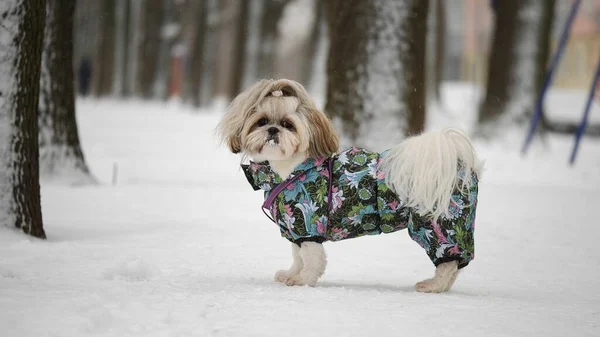 Karlı bir parkta Shih Tzu köpeğinin sıcak giysileri içinde yan görüntüsü.