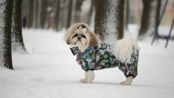 雪の公園で暖かい服を着たShi Tzu犬のサイドビュー ストック写真