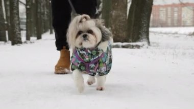 Tasmalı bir Shih Tzu köpeği, şehir manzarasının sahibi tarafından yönetilen, renkli, kalın giysiler içinde karda yürür.