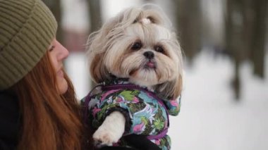 Shih Tzu köpeği canlı, sıcak kıyafetler içinde, karlı bir parkta yürürken sahibinin yüzünü yalıyor.