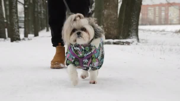 Ένα Σκυλί Shih Tzu Λουρί Βαδίζει Μέσα Στο Χιόνι Πολύχρωμα — Αρχείο Βίντεο