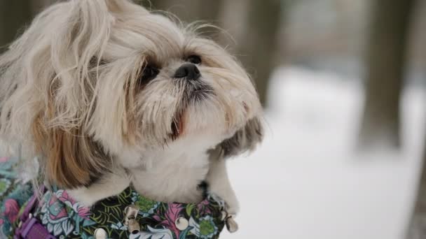 Close Cão Shih Tzu Inverno Roupas Quentes Coloridas Contra Parque — Vídeo de Stock