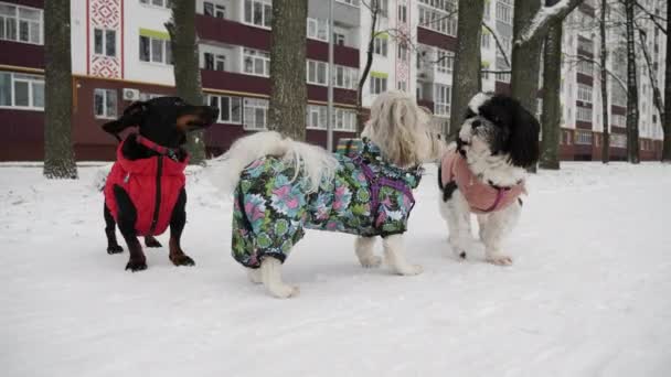 三只披着冬衣的狗在雪地里悠闲自在地散步 — 图库视频影像