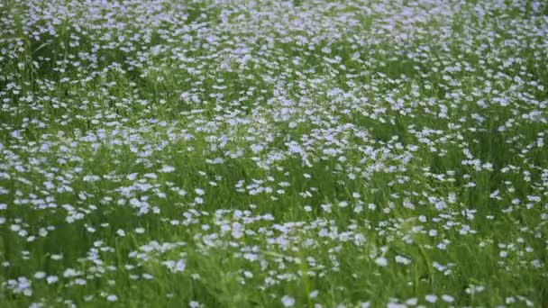 Цветение Выращивания Льна Сельскохозяйственных Полях — стоковое видео
