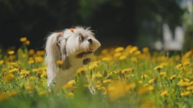 Sarı karahindibaların arasında saç stili olan açık renkli bir Shih Tzu köpeği oturuyor. Yumuşak ve fiyonklarla süslenmiş. Çimler yeşil ve karahindibalar her yerde çiçek açıyor, bir bahar yaratıyor.