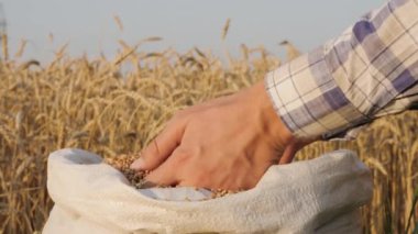 Bir erkek çiftçinin eli, iyi bir hasat ve yavaş çekim sonrasında tarladaki bir çuvaldan bir sürü arpa tohumu alıyor.