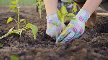 Toprak manzarası ve eldivenli kadın elleri, bir çiftçi toprağa bir domates tohumu eker.