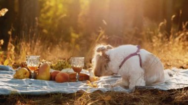 Shih Tzu doğada gün batımında piknikte oturuyor.