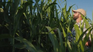 Çiftçi tarladaki mısırların büyümesini inceliyor, dijital tablet kullanıyor..