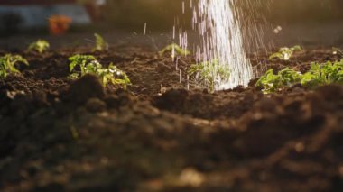 Yakın çekim sulama domates fidanlarını güneş ışınlarında bir sulama tenekesiyle toprağa gömmek, yavaş çekim.
