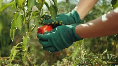 Kırmızı biber toplayan eldivenli kadın elleri yakın çekim. Çan biberi hasadı. Sağlıklı organik sebzeler