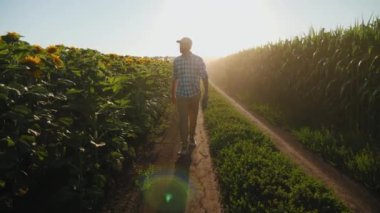 Hareket halindeki bir çiftçi, gün batımı ile şafak vakti tarlalar arasındaki toprak yolda yürürken dijital tablet kullanarak notlar alır.