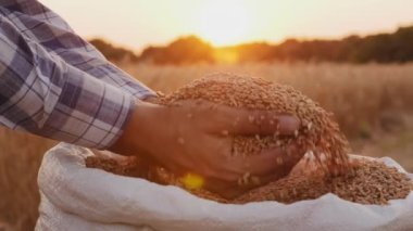 Erkek bir çiftçinin eli, günbatımının arka planındaki iyi bir hasattan sonra tarladaki bir çuval buğday tanesinin çoğunu alıyor.