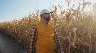 Bir çiftçi kuru mısır tarlasında yürür mısırın kalitesini ve olgunluğunu inceler.