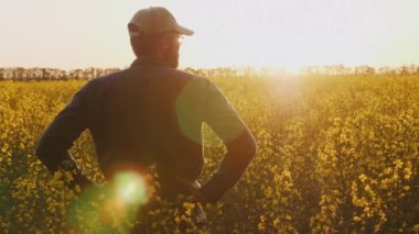 Çiftçinin arka planı güneş batarken tarlada açan kolza tohumlarını inceler.