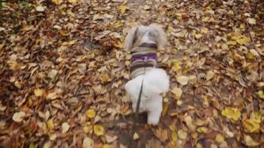 Küçük beyaz bir köpek Shih Tzu sarı yapraklarla kaplı bir orman yolunda yürüyor. Çizgili bir süveter giyip tasmayla yürüyor ve sonbahar yürüyüşü atmosferi yaratıyor.